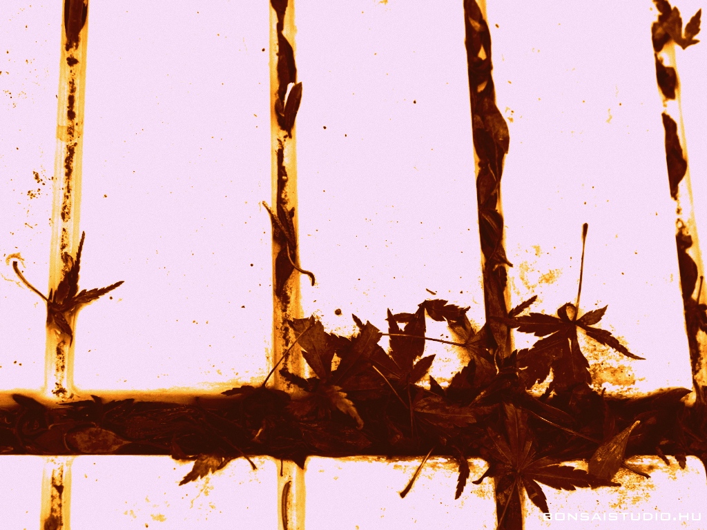 marczika bonsai kerteszet erd hungary bonsai studio